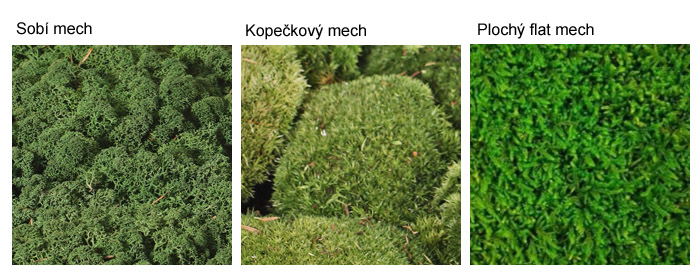 druhy stabilizovaného mechu: sobí mech, kopečkový mech, plochý flat mech